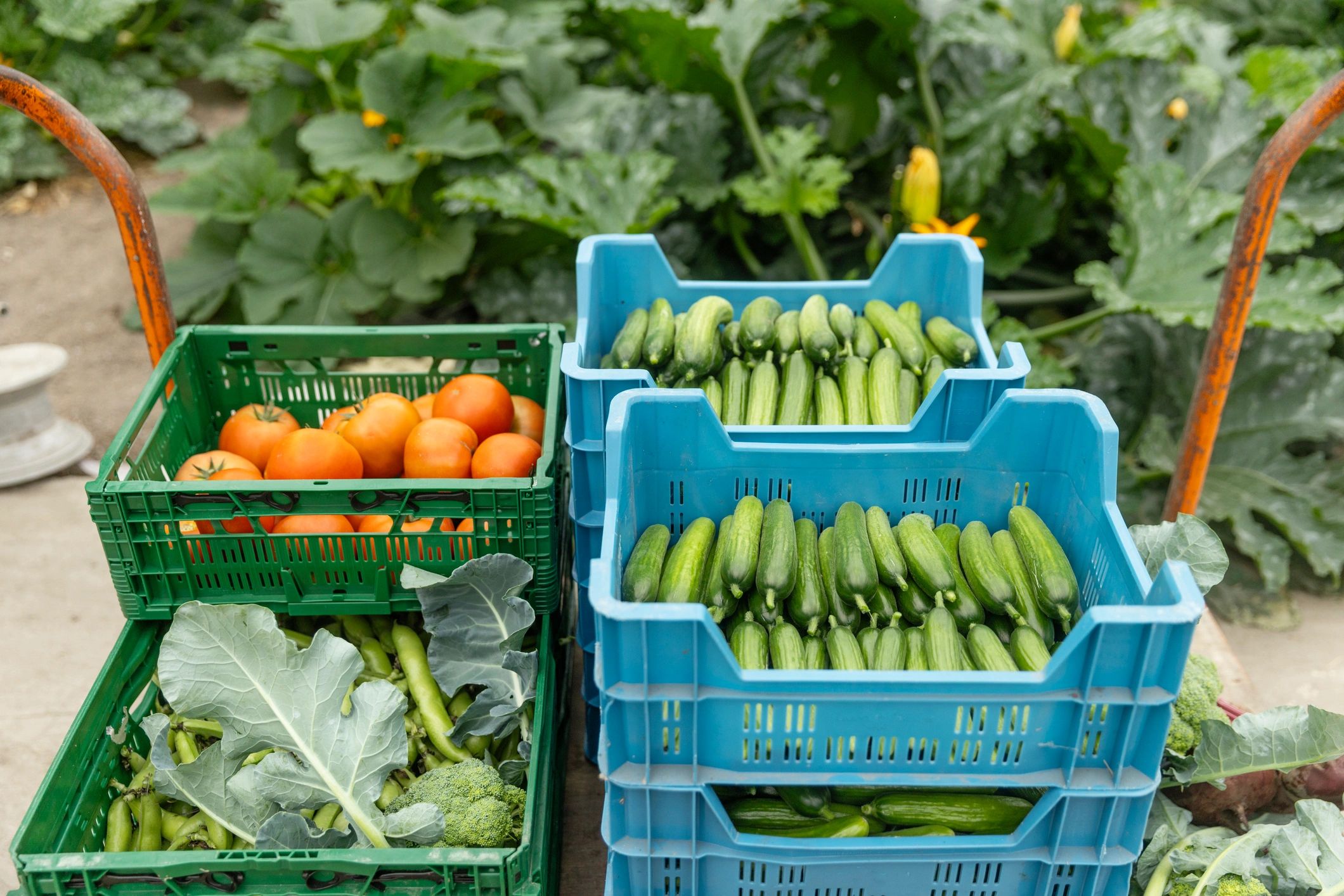 Rows of healthy vegetables growing in a greenhouse